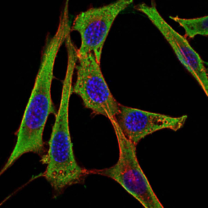 FGG / Fibrinogen Gamma Antibody - Immunofluorescence of NIH/3T3 cells using FGG mouse monoclonal antibody (green). Blue: DRAQ5 fluorescent DNA dye. Red: Actin filaments have been labeled with Alexa Fluor-555 phalloidin.