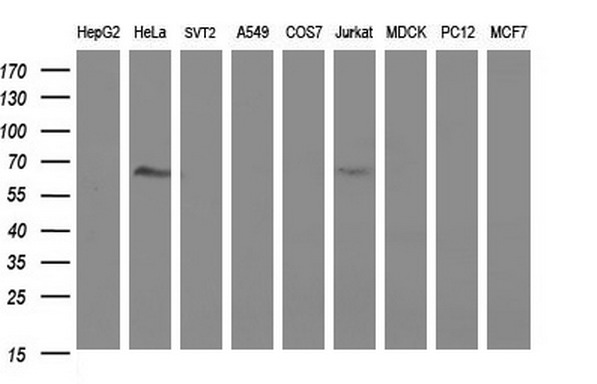 FGG / Fibrinogen Gamma Antibody - Western blot of extracts (35ug) from 9 different cell lines by using anti-FGG monoclonal antibody (HepG2: human; HeLa: human; SVT2: mouse; A549: human; COS7: monkey; Jurkat: human; MDCK: canine; PC12: rat; MCF7: human).