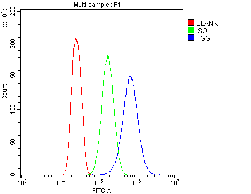 FGG / Fibrinogen Gamma Antibody - Flow Cytometry analysis of SiHa cells using anti-FGG antibody. Overlay histogram showing SiHa cells stained with anti-FGG antibody (Blue line). The cells were blocked with 10% normal goat serum. And then incubated with rabbit anti-FGG Antibody (1µg/10E6 cells) for 30 min at 20°C. DyLight®488 conjugated goat anti-rabbit IgG (5-10µg/10E6 cells) was used as secondary antibody for 30 minutes at 20°C. Isotype control antibody (Green line) was rabbit IgG (1µg/10E6 cells) used under the same conditions. Unlabelled sample (Red line) was also used as a control.