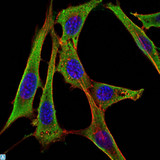 FGG / Fibrinogen Gamma Antibody - Immunofluorescence (IF) analysis of NIH/3T3 cells using Fibrinogen gamma Monoclonal Antibody (green). Blue: DRAQ5 fluorescent DNA dye. Red: Actin filaments have been labeled with Alexa Fluor-555 phalloidin.