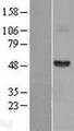 FGG / Fibrinogen Gamma Protein - Western validation with an anti-DDK antibody * L: Control HEK293 lysate R: Over-expression lysate