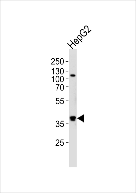 FGL1 / Hepassocin Antibody - Western blot of lysate from HepG2 cell line, using FGL1 Antibody. Antibody was diluted at 1:1000 at each lane. A goat anti-rabbit IgG H&L (HRP) at 1:5000 dilution was used as the secondary antibody. Lysate at 35ug per lane.