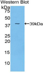 FGL1 / Hepassocin Antibody - Western blot of recombinant FGL1 / Hepassocin.  This image was taken for the unconjugated form of this product. Other forms have not been tested.