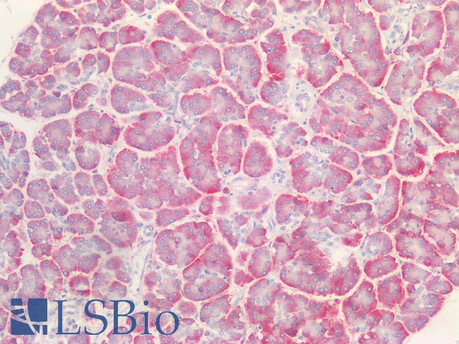 FGL1 / Hepassocin Antibody - Human Pancreas: Formalin-Fixed, Paraffin-Embedded (FFPE)