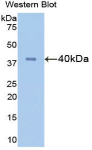 FGL1 / Hepassocin Antibody - Western blot of recombinant FGL1 / Hepassocin.  This image was taken for the unconjugated form of this product. Other forms have not been tested.