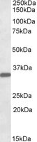 FGL1 / Hepassocin Antibody - FGL1 antibody (0.1 ug/ml) staining of Human Liver lysate (35 ug protein/ml in RIPA buffer). Primary incubation was 1 hour. Detected by chemiluminescence.