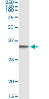 FGL1 / Hepassocin Antibody - Immunoprecipitation of FGL1 transfected lysate using anti-FGL1 monoclonal antibody and Protein A Magnetic Bead, and immunoblotted with FGL1 rabbit polyclonal antibody.