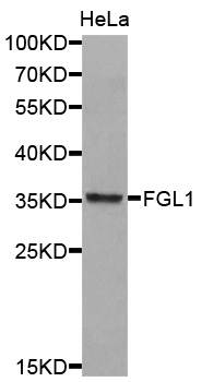 FGL1 / Hepassocin Antibody - Western blot analysis of extracts of HeLa cellss.