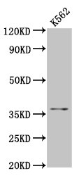 FGL1 / Hepassocin Antibody - Positive Western Blot detected in K562 whole cell lysate. All lanes: FGL1 antibody at 5.8 µg/ml Secondary Goat polyclonal to rabbit IgG at 1/50000 dilution. Predicted band size: 37 KDa. Observed band size: 37 KDa