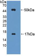 FGL2 Antibody - Western Blot; Sample: Recombinant FGL2, Mouse.