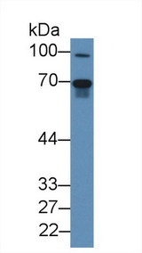 FGL2 Antibody - Western Blot; Sample: Mouse Lung lysate; Primary Ab: 2µg/mL Rabbit Anti-Human FGL2 Antibody Second Ab: 0.2µg/mL HRP-Linked Caprine Anti-Rabbit IgG Polyclonal Antibody