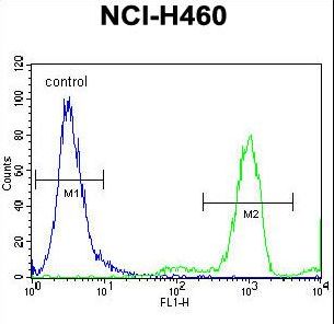 FGL2 Antibody - FGL2 Antibody flow cytometry of NCI-H460 cells (right histogram) compared to a negative control cell (left histogram). FITC-conjugated goat-anti-rabbit secondary antibodies were used for the analysis.