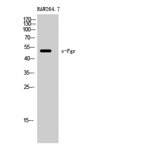 FGR Antibody - Western blot of c-Fgr antibody