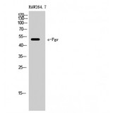 FGR Antibody - Western blot of c-Fgr antibody