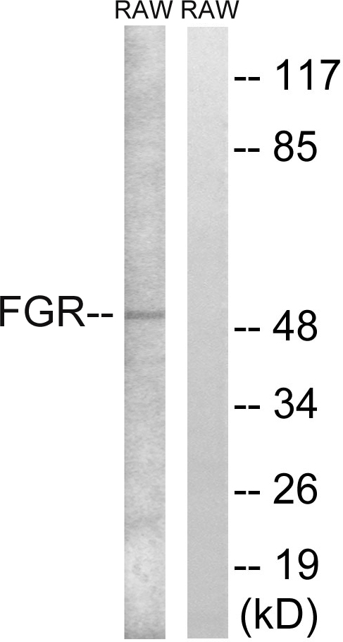 FGR Antibody - Western blot analysis of lysates from RAW264.7 cells, using FGR Antibody. The lane on the right is blocked with the synthesized peptide.