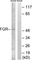 FGR Antibody - Western blot analysis of lysates from RAW264.7 cells, using FGR Antibody. The lane on the right is blocked with the synthesized peptide.