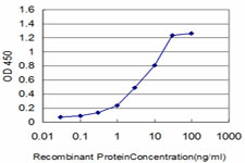 FGR Antibody - Detection limit for recombinant GST tagged FGR is approximately 0.1 ng/ml as a capture antibody.