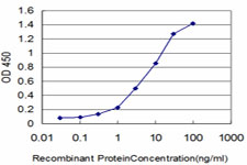 FGR Antibody - Detection limit for recombinant GST tagged FGR is approximately 0.3 ng/ml as a capture antibody.