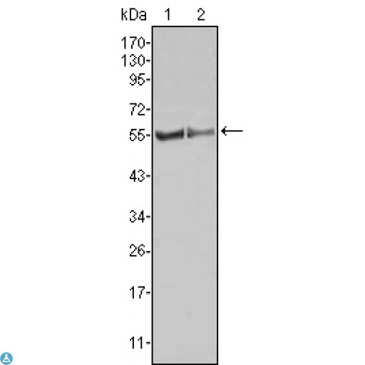 FGR Antibody - Immunohistochemistry (IHC) analysis of paraffin-embedded Human Spleen tissues with AEC staining using c-Fgr Monoclonal Antibody.