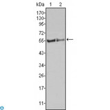 FGR Antibody - Immunohistochemistry (IHC) analysis of paraffin-embedded Human Spleen tissues with AEC staining using c-Fgr Monoclonal Antibody.