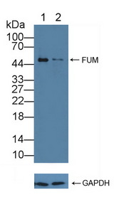 FH / Fumarase / MCL Antibody - Knockout Varification: Lane 1: Wild-type Hela cell lysate; Lane 2: FUM knockout Hela cell lysate; Predicted MW: 54,50kd Observed MW: 50kd Primary Ab: 1µg/ml Rabbit Anti-Mouse FUM Antibody Second Ab: 0.2µg/mL HRP-Linked Caprine Anti-Rabbit IgG Polyclonal Antibody