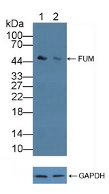FH / Fumarase / MCL Antibody - Knockout Varification: Lane 1: Wild-type Hela cell lysate; Lane 2: FUM knockout Hela cell lysate; Predicted MW: 55,50kd Observed MW: 50kd Primary Ab: 1µg/ml Rabbit Anti-Human FUM Antibody Second Ab: 0.2µg/mL HRP-Linked Caprine Anti-Rabbit IgG Polyclonal Antibody