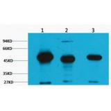 FH / Fumarase / MCL Antibody - Western blot of FH Fumarase antibody