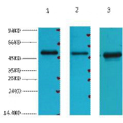 FH / Fumarase / MCL Antibody - Western blot of FH antibody