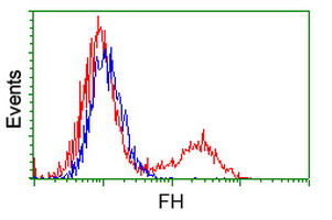 FH / Fumarase / MCL Antibody - HEK293T cells transfected with either overexpress plasmid (Red) or empty vector control plasmid (Blue) were immunostained by anti-FH antibody, and then analyzed by flow cytometry.