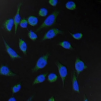FH / Fumarase / MCL Antibody - Immunofluorescent analysis of Fumarase staining in HeLa cells. Formalin-fixed cells were permeabilized with 0.1% Triton X-100 in TBS for 5-10 minutes and blocked with 3% BSA-PBS for 30 minutes at room temperature. Cells were probed with the primary antibody in 3% BSA-PBS and incubated overnight at 4 deg C in a humidified chamber. Cells were washed with PBST and incubated with a FITC-conjugated secondary antibody (green) in PBS at room temperature in the dark. DAPI was used to stain the cell nuclei (blue).