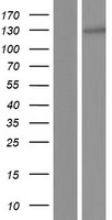 FHDC1 Protein - Western validation with an anti-DDK antibody * L: Control HEK293 lysate R: Over-expression lysate