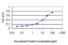 FHIT Antibody - Detection limit for recombinant GST tagged FHIT is approximately 0.1 ng/ml as a capture antibody.