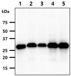 FHL2 Antibody - The cell lysates(40ug) were resolved by SDS-PAGE, transferred to PVDF membrane and probed with anti-human FHL2 antibody (1:1000). Proteins were visualized using a goat anti-mouse secondary antibody conjugated to HRP and an ECL detection system. Lane 1.: HeLa cell lysate Lane 2.: A549 cell lysate Lane 3.: MCF7 cell lysate Lane 4.: SK-OV-3 cell lysate Lane 5.: HT1080 cell lysate