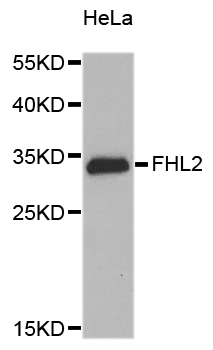 FHL2 Antibody - Western blot analysis of extracts of HeLa cells.