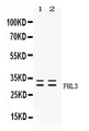 FHL3 Antibody - Western blot - Anti-FHL3 Picoband Antibody