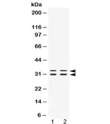 FHL3 Antibody - Western blot testing of 1) rat testis and 2) human PANC1 lysate with FHL3 antibody at 0.5ug/ml. Predicted molecular weight: ~31 kDa, can also be observed at 33-34 kDa.