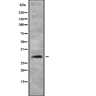 FHL3 Antibody - Western blot analysis FHL3 using HT29 whole cells lysates