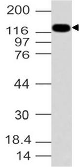 FHOS / FHOD1 Antibody - Fig-1: Western blot analysis of Formin-like protein 2. Anti-Formin-like protein 2 antibody was used at 4 µg/ml on HCT-116 lysate.