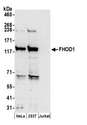 FHOS / FHOD1 Antibody - Detection of human FHOD1 by western blot. Samples: Whole cell lysate (50 µg) from HeLa, HEK293T, and Jurkat cells prepared using NETN lysis buffer. Antibody: Affinity purified rabbit anti-FHOD1 antibody used for WB at 0.1 µg/ml. Detection: Chemiluminescence with an exposure time of 3 minutes.