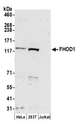FHOS / FHOD1 Antibody - Detection of human FHOD1 by western blot. Samples: Whole cell lysate (50 µg) from HeLa, HEK293T, and Jurkat cells prepared using NETN lysis buffer. Antibody: Affinity purified rabbit anti-FHOD1 antibody used for WB at 0.1 µg/ml. Detection: Chemiluminescence with an exposure time of 3 minutes.