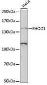 FHOS / FHOD1 Antibody - Western blot analysis of extracts of HeLa cells, using FHOD1 antibody at 1:1000 dilution. The secondary antibody used was an HRP Goat Anti-Rabbit IgG (H+L) at 1:10000 dilution. Lysates were loaded 25ug per lane and 3% nonfat dry milk in TBST was used for blocking. An ECL Kit was used for detection and the exposure time was 90s.