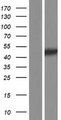 FIBP Protein - Western validation with an anti-DDK antibody * L: Control HEK293 lysate R: Over-expression lysate