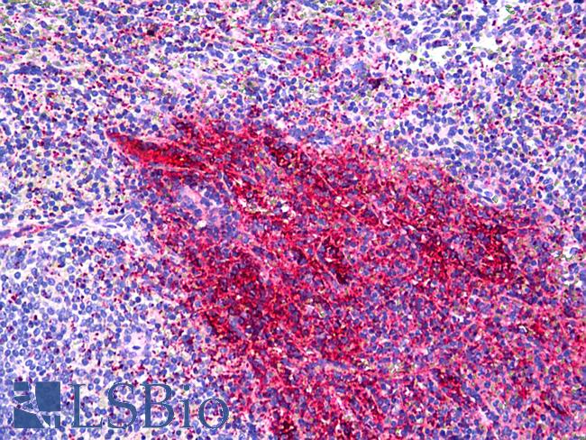 Fibrinogen Antibody - Anti-Fibrinogen antibody IHC of human spleen. Immunohistochemistry of formalin-fixed, paraffin-embedded tissue after heat-induced antigen retrieval. Antibody concentration 5 ug/ml.