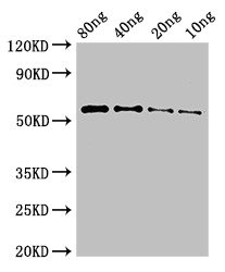 Fibrocystin / PKHD1 Antibody - Western Blot Positive WB detected in Recombinant protein All lanes: PKHD1 antibody at 3µg/ml Secondary Goat polyclonal to rabbit IgG at 1/50000 dilution predicted band size: 55 kDa observed band size: 55 kDa