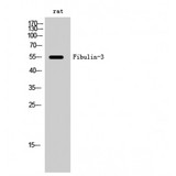 Fibulin-3 / EFEMP1 Antibody - Western blot of Fibulin-3 antibody