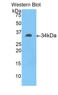 Fibulin-3 / EFEMP1 Antibody - Western blot of recombinant Fibulin-3 / EFEMP1.  This image was taken for the unconjugated form of this product. Other forms have not been tested.
