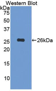 Fibulin-3 / EFEMP1 Antibody - Western blot of recombinant Fibulin-3 / EFEMP1.  This image was taken for the unconjugated form of this product. Other forms have not been tested.