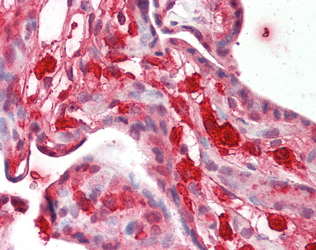 Fibulin-3 / EFEMP1 Antibody - Human Placenta: Formalin-Fixed, Paraffin-Embedded (FFPE).  This image was taken for the unconjugated form of this product. Other forms have not been tested.