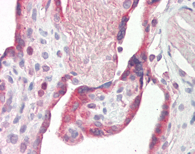 Fibulin-3 / EFEMP1 Antibody - Anti-Fibulin-3 / EFEMP1 antibody IHC staining of human placenta. Immunohistochemistry of formalin-fixed, paraffin-embedded tissue after heat-induced antigen retrieval. Antibody concentration 10 ug/ml.  This image was taken for the unconjugated form of this product. Other forms have not been tested.