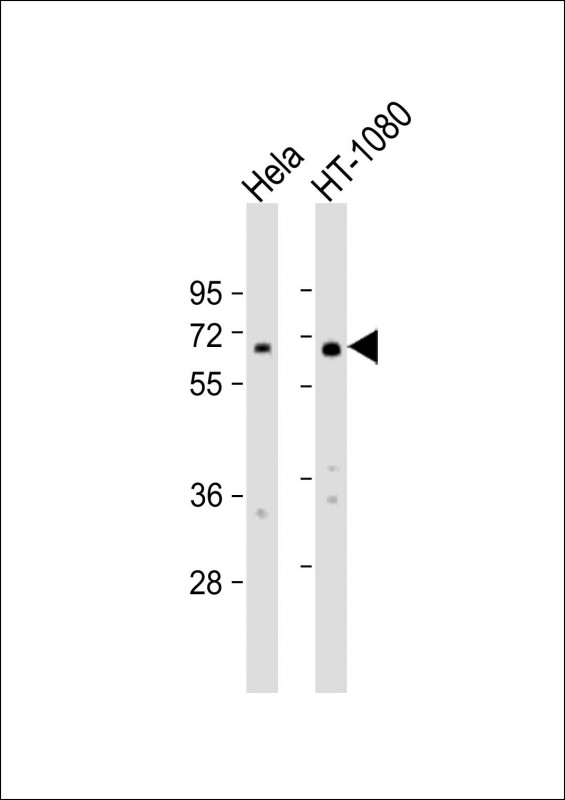 FIG1 / IL4I1 Antibody - All lanes: Anti-IL4I1 Antibody (C-Term) at 1:2000 dilution. Lane 1: HeLa whole cell lysate. Lane 2: HT-1080 whole cell lysate Lysates/proteins at 20 ug per lane. Secondary Goat Anti-Rabbit IgG, (H+L), Peroxidase conjugated at 1:10000 dilution. Predicted band size: 63 kDa. Blocking/Dilution buffer: 5% NFDM/TBST.